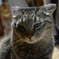 ねこ