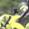 囀るサンコウチョウ
