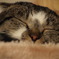 眠い③