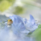 紫陽花のプール.