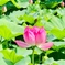 東寺さんの蓮の花