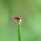 紅蜻蛉