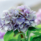 （夏色紫陽花）