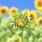 ひまわりの生産