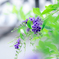 （庭の花）