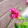 （庭の花）