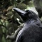 Crow