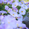 花　1