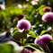 花2
