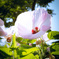 花3