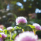 花4