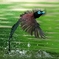 サンコウチョウ水浴び