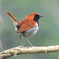 ホントウアカヒゲ