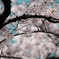 2011年の桜