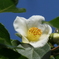 P1046075　ヒメシャラ