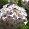 IMG_20230721_063318_987