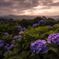 早朝の紫陽花