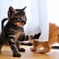 仔猫 (shima w/ chata)