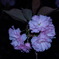 よるの花