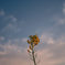 菜の花