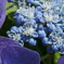 P1046128　紫陽花の花