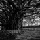 monochrome