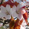 桜の花