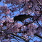桜の中で
