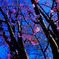 桜の木の下で