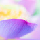 蓮の花