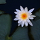 涼蓮