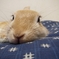 ぐったりのびちゃん