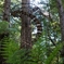 ジャングルで見た螺旋階段
