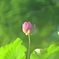 映える