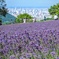 幌見峠のラベンダー