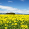 yellow＆bluesky