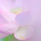 lotus #23