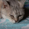 にゃあ