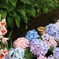 紫陽花
