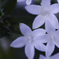 Pentas