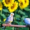 お散歩中のインコさん