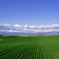 Blue & Green  2011.05
