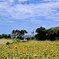 夏の風景