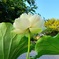 蓮の花＃1