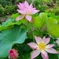 蓮の花＃3