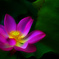 魅惑のLotus