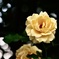 yellow rose 