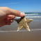 Sea Star