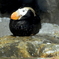花魁鳥