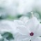 夏のお花❀❀